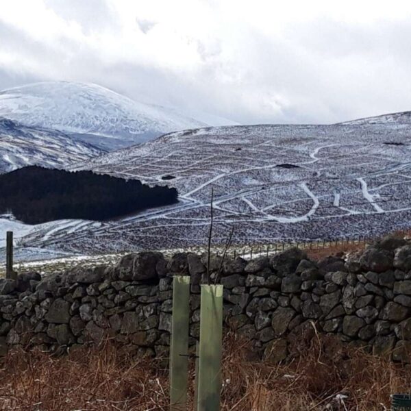 View of The Cheviots