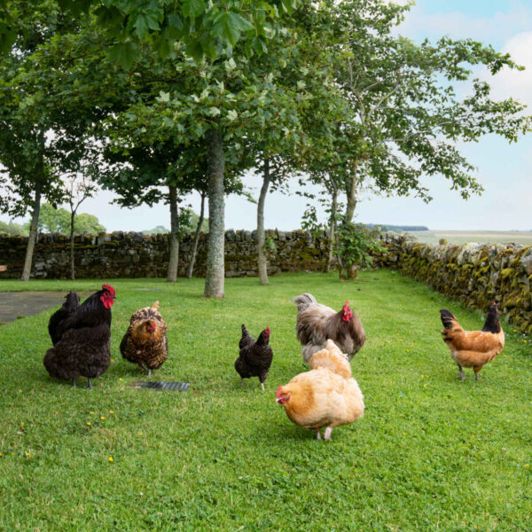 Free Roaming Chickens - Vesta View