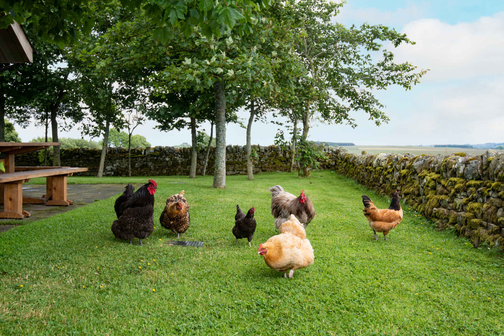 Free Roaming Chickens - Vesta View